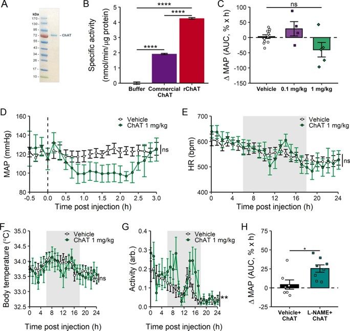 ChAT protein decreases blood pressure in Ang II-induced hypertension. (OA Literature)