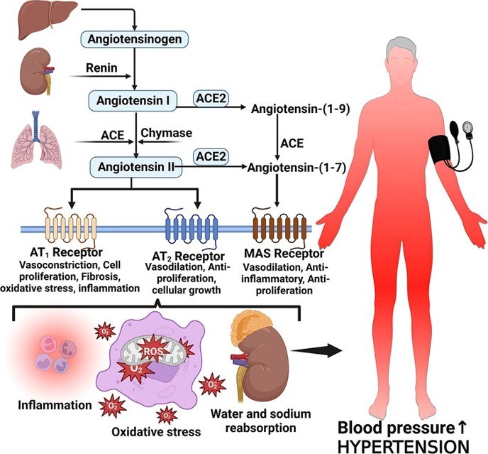 Mechanism of RAS for hypertension. (OA Literature)