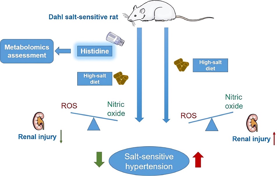 Protective effect of oral histidine on hypertension in DSS rats induced by high-salt diet. (OA Literature)