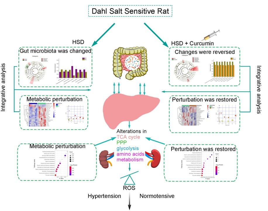Graphical representation of the pathogenesis of salt-sensitive hypertension in DSS rats through integrated multi-omics analysis. (OA Literature)