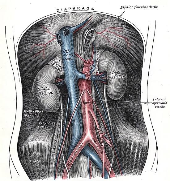 Illustration of the abdominal aorta and branches.