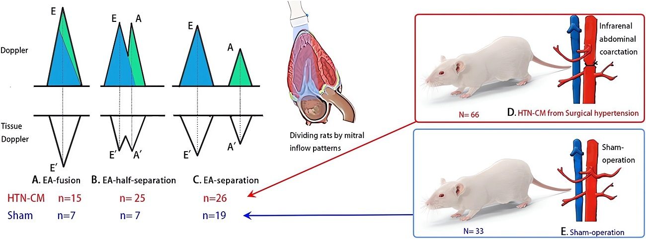 Experiment design and mitral inflow patterns. (OA Literature)
