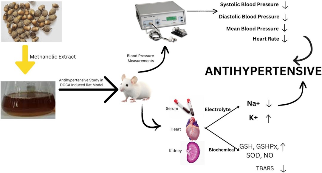 Evaluation of anti-hypertensive activity of the plant extracts on DOCA-salt induced hypertensive rats. (OA Literature)