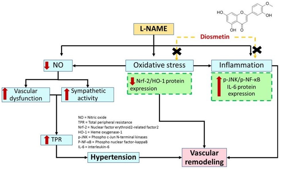 The possible mechanism action of diosmetin on vascular dysfunction and remodeling in L-NAME hypertensive rats. (OA Literature)