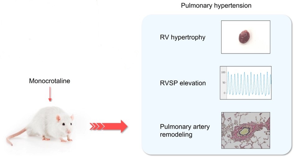 Pulmonary vascular changes and PH in MCT-treated rats. (OA Literature)