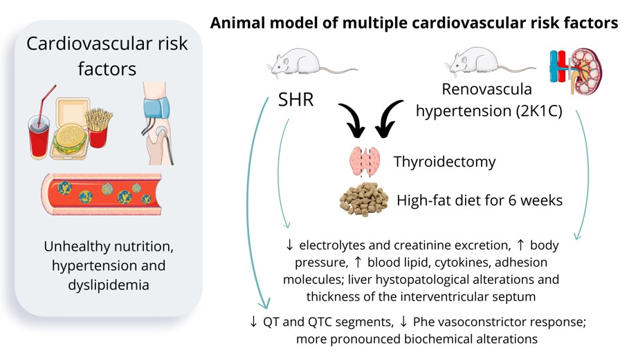 The development of multiple cardiovascular risk factors in two rat models of hypertension. (OA Literature)