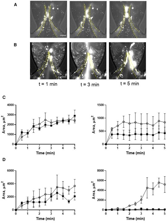 Thrombin activation enhances platelet accumulation. (OA Literature)