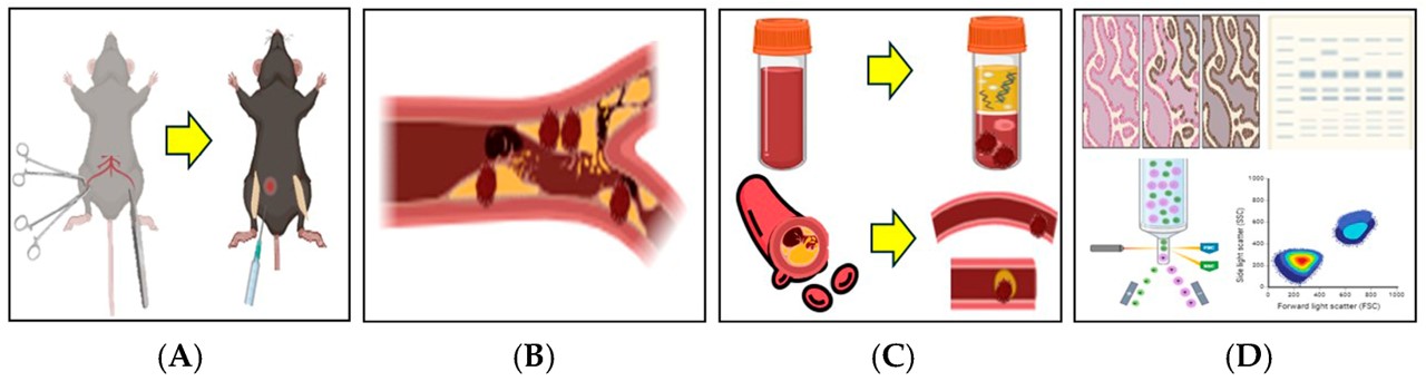 Schematic illustration of the 2.5% FeCl3-induced thrombosis mouse model. (OA Literature)
