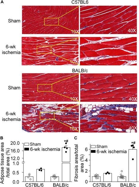 Ischemia-induced histological alterations in gastrocnemius muscles. (OA Literature)