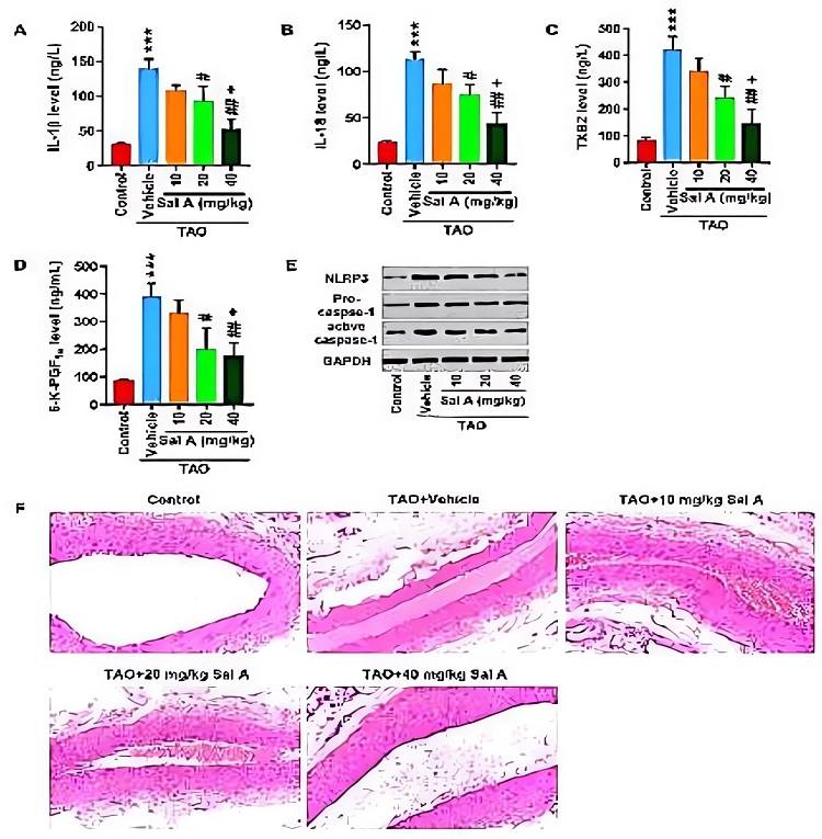 Sal A alleviated TAO injury-induced inflammation and thrombosis in vivo model induced by sodium laurate. (OA Literature)
