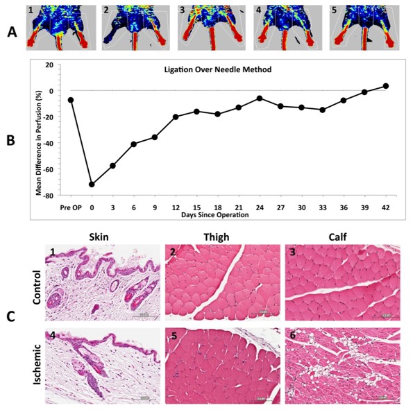 The ligation over needle method for the PAD model. (OA Literature)
