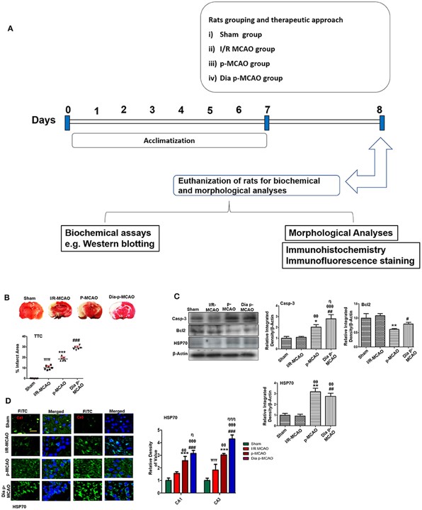 Evaluation of brain infarction and cell apoptosis in ischemic models. (OA Literature)