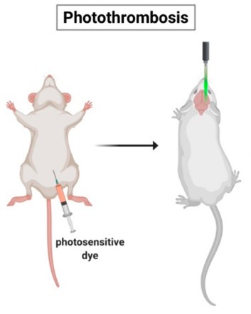 The photothrombotic model of ischemic stroke. (OA Literature)