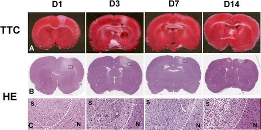 Tissue viability and morphological characteristics of infarct lesion. (OA Literature)