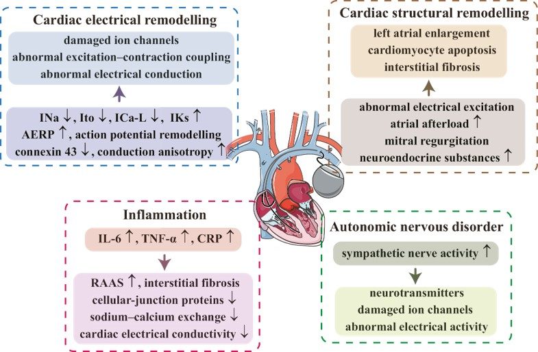 Overview of the role of pacemaker implantation in the development of AF. (OA Literature)