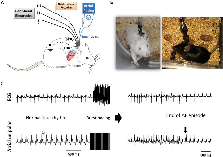 Surgical techniques and AF substrate analysis in unanesthetized rodents. (OA Literature)