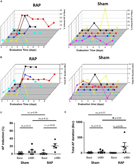 RAP promotes AF substrate formation in the rat. (OA Literature)