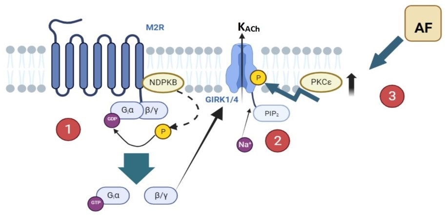 Molecular signaling pathways leading to AF via KACh channels. (OA Literature)