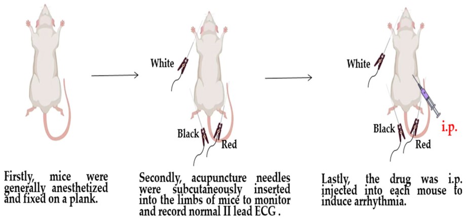 The experimental workflow of barium chloride-induced cardiac arrhythmia mouse and rat models. (OA Literature)