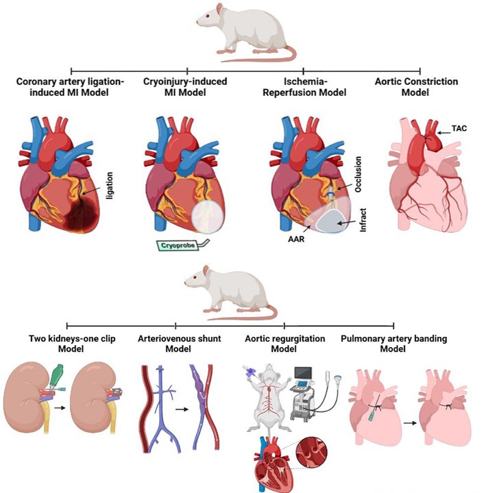Surgical approach and shortcomings of some cardiovascular disease models. (OA Literature)