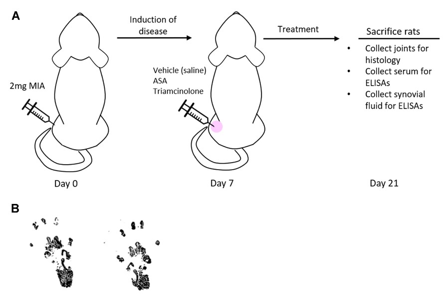Rat monosodium iodoacetate (MIA) model of osteoarthritis experiment. (OA Literature)
