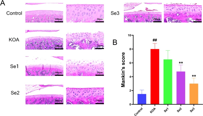 Fig.2 Effect of non-weight-bearing exercise on knee joint pathology in papain-induced rats with KOA. (OA Literature)