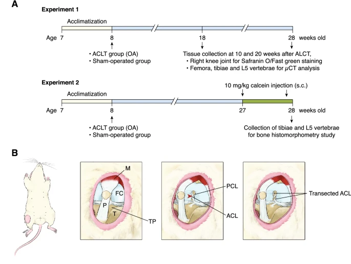 Fig.1 Diagrams show the workflow of anterior cruciate ligament transection (ACLT)-induced knee osteoarthritis (OA) model. (OA Literature)