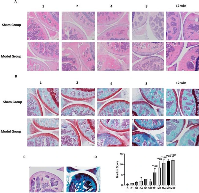 Fig.2 Histopathological analysis of the cartilage tissues obtained from each group (× 100) to show the development in the ACLT model. (OA Literature)
