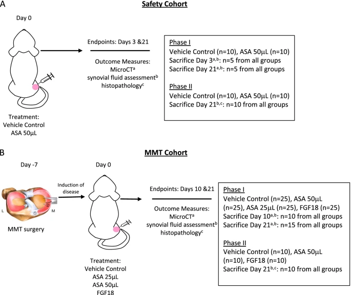 Fig.1 Study design for the safety cohort and the MMT surgery cohort. (OA Literature)