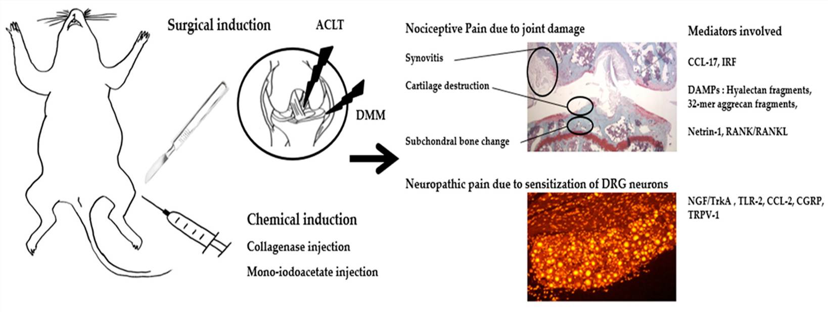 Fig.1 Summary of molecular mediators of pain in the OA animal model. (OA Literature)