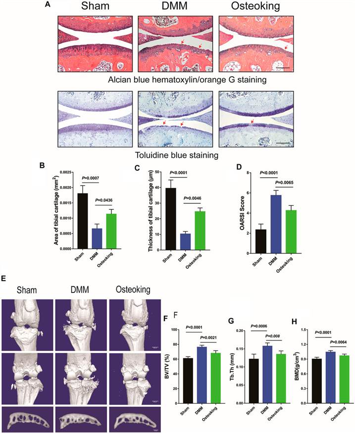Fig.2 Osteoking decelerated OA progression in a DMM-induced osteoarthritic model. (OA Literature)