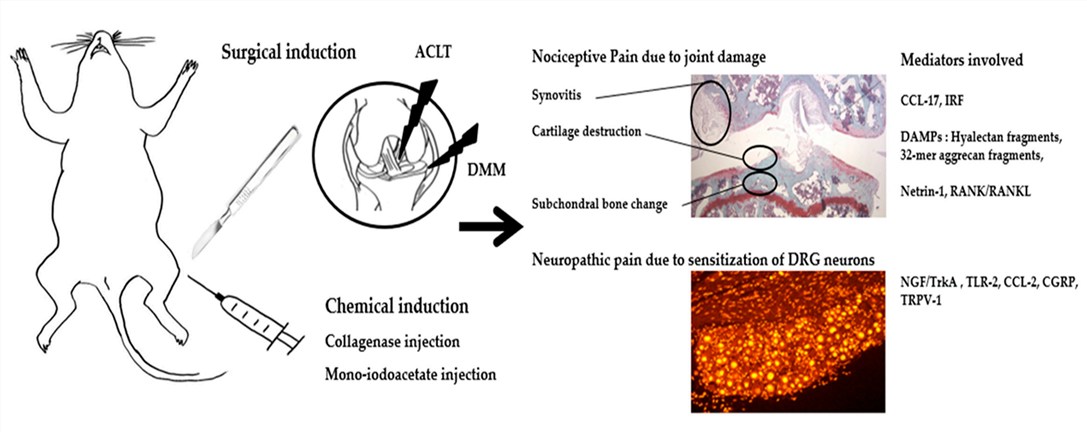 Fig.1 Summary of molecular mediators of pain in the OA animal model. (OA Literature)