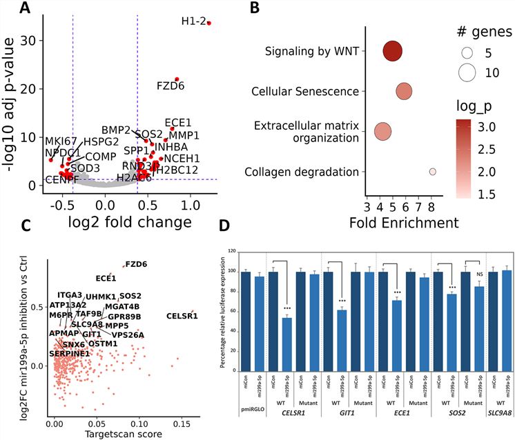 Fig.2 Inhibition of miR-199a-5p induces a catabolic phenotype. (OA Literature)