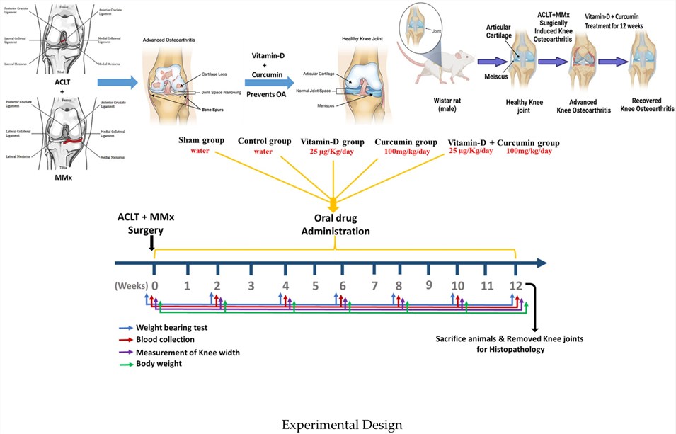 Fig.1 The experimental design and time frame of the study. (OA Literature)