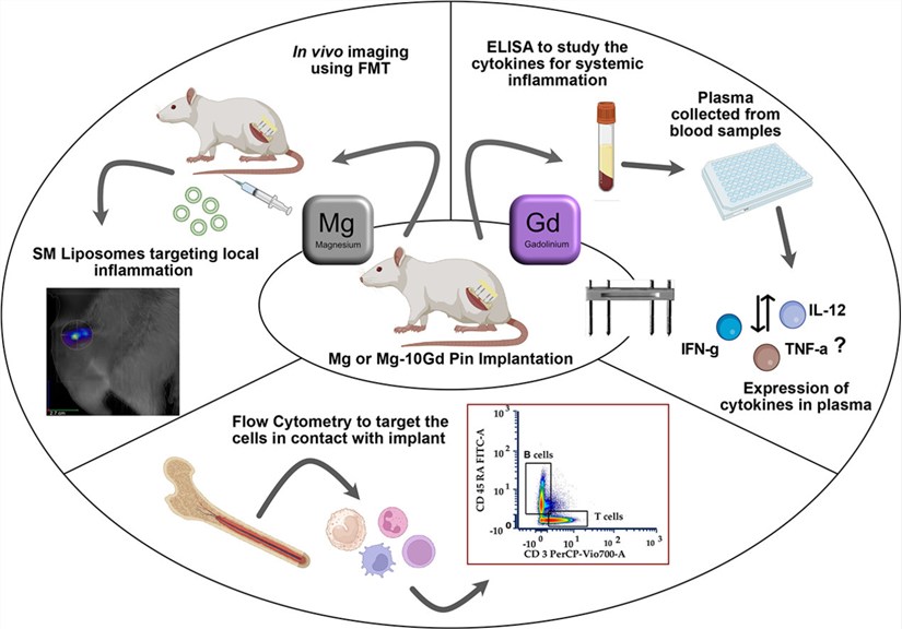 Inflammatory response toward a Mg-based metallic biomaterial implanted in a rat femur fracture model. (OA Literature)