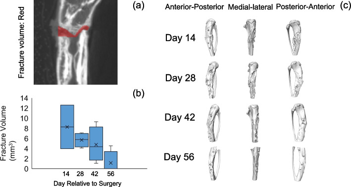 Fig.2 Quantitative analyses of tibia fracture volume at the osteotomy site. (OA Literature)