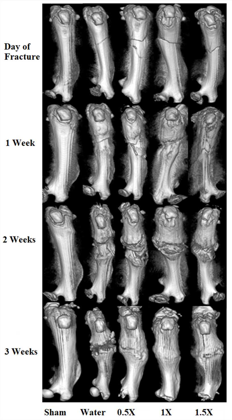 Fig.2 Micro-CT images of the femurs of the study groups at 1, 2, and 3 weeks after fracture. (OA Literature)
