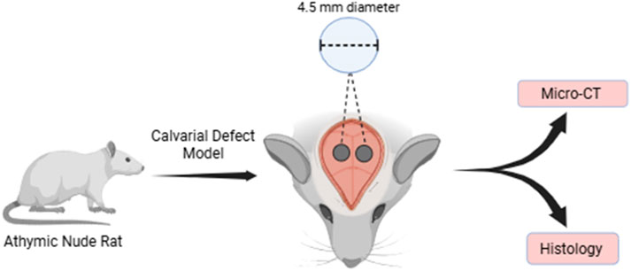 Fig.1 The study design in the rat cranium. (OA Literature)