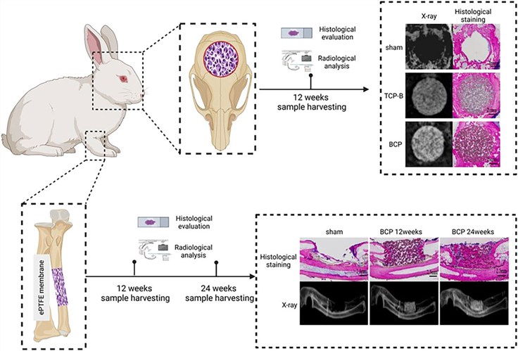 Fig.1 Establishing rabbit critical-size bone defects to evaluate the bone-regeneration potential of porous calcium phosphate ceramics. (OA Literature)