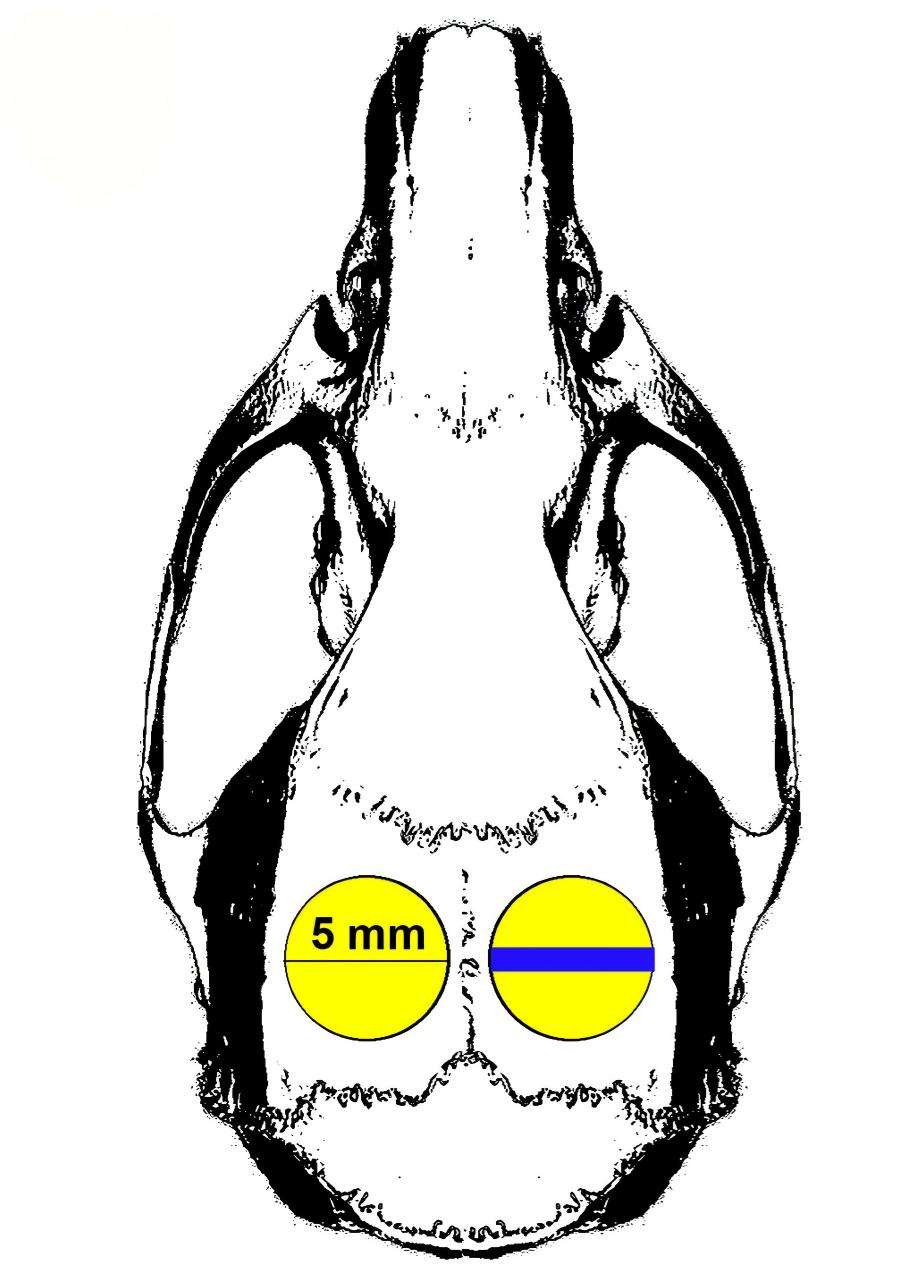 Fig.1 T Animal model. Schematic of rat cranial bone defects. (OA Literature)