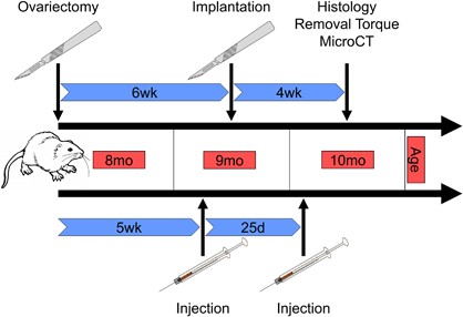 Fig.1 Protocol for drug treatment surrounding implantation in ovariectomized aged rats with osteoporosis. (OA Literature)