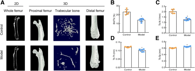 Fig.1 Construction of osteoporosis (OP) model induced by retinoic acid (RA). (OA Literature)