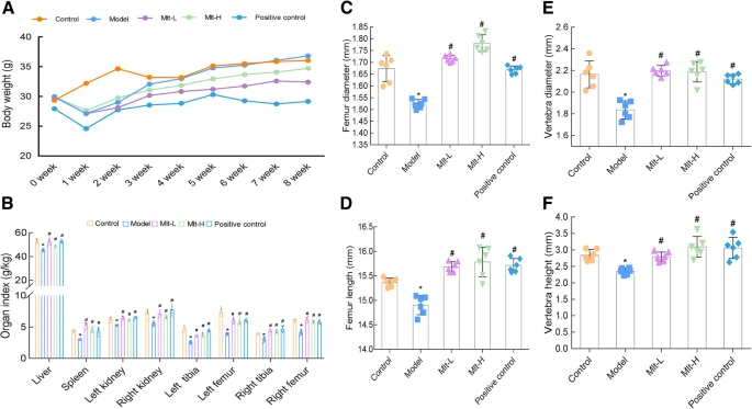Fig.2 Melatonin improves femoral and vertebral (L1) changes, body weight, and organ index in osteoporosis (OP) mice. (OA Literature)