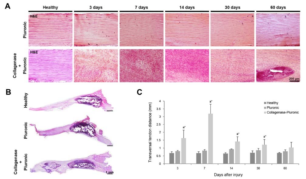 Fig.1 Histological analysis of rat patellar tendons. (OA Literature)