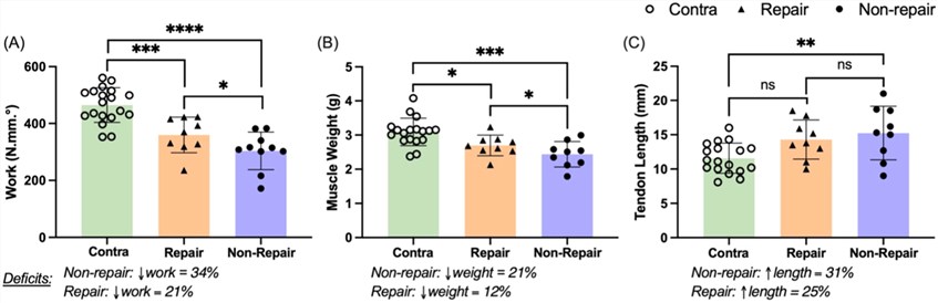 Fig.2 Longitudinal evolution of rat patellar tendons via clinical US imaging. (OA Literature)