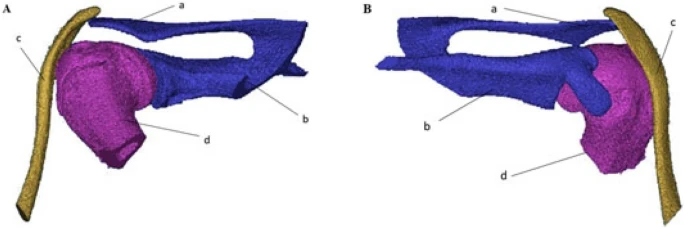 Fig.1 Histological analysis of rat patellar tendons. (OA Literature)