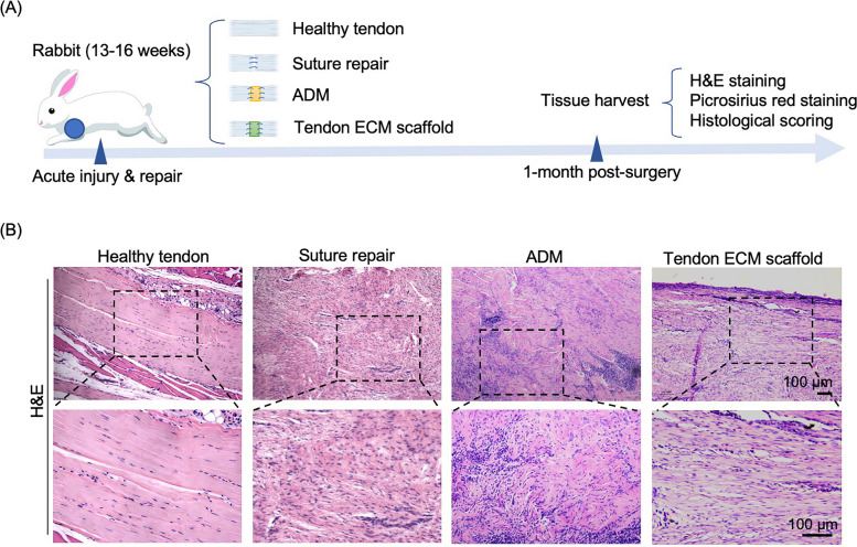 Fig.2 Histological analysis using H&E staining to assess healing outcome at 1 month after surgery. (OA Literature)