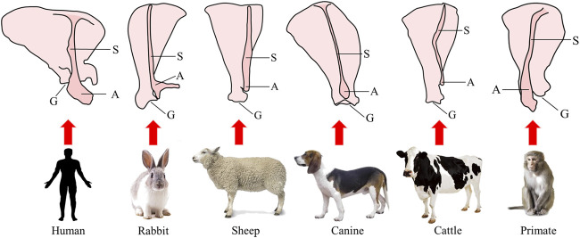 Fig.1 Schematic diagram of the structure of the scapula in humans and different animals. (OA Literature)