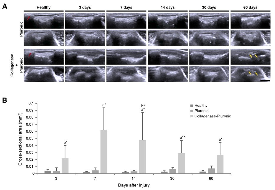 Fig.2 Longitudinal evolution of rat patellar tendons via clinical US imaging. (OA Literature)