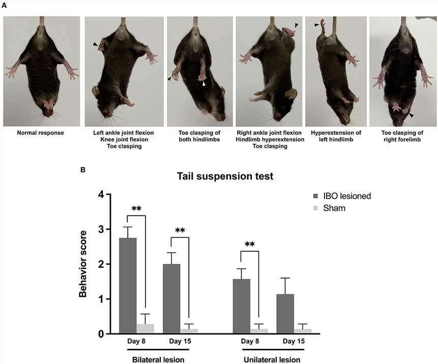 Fig.1 Dystonia-like behaviors following bilateral and unilateral PPTg IBO lesion. (OA Literature)
